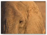 Tarangire National Park - Tanzania