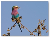 Tarangire National Park - Tanzania
