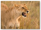 Maasai Mara - Kenya