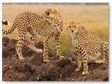 Maasai Mara - Kenya