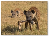 Amboseli National Park - Kenya