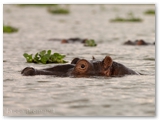Samburu National Reserve - Kenya