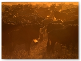 Ngorongoro Crater - Tanzania