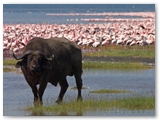 Lake Nakuru National Park - Kenya