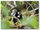 Arusha National Park - Tanzania