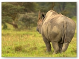 Lake Nakuru National Park - Kenya