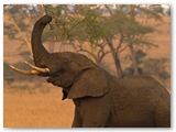 Serengeti National Park - Tanzania