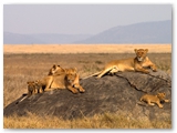 Serengeti National Park - Tanzania