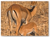 Tarangire National Park - Tanzania
