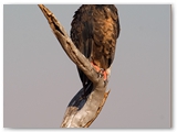Tarangire National Park - Tanzania