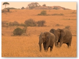Serengeti National Park - Tanzania