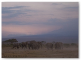 Amboseli National Park - Kenya