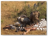 Maasai Mara - Kenya