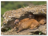 Lake Nakuru National Park - Kenya