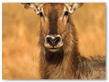 Tarangire National Park - Tanzania