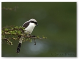 Samburu National Reserve - Kenya