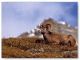 Dikhoorn schaap | Bighorn Ram | Ovis canadensis