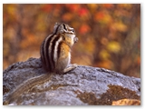Kleine chipmunk | Least chipmunk | Tamias minimus