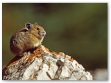 Noord-Amerikaanse fluithaas | American pika | Ochotona princeps