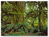 Cathedral Grove - Vancouver Island