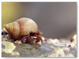 Hermietkreeft | Hermit Crab