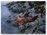 Schooner Beach - Pacific Rim NP