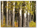 Ratelpopulier | Quaking aspen | Populus tremuloides