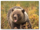 Grizzly beer | Grizzly bear | Ursus arctos horribilis