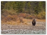 Grizzly beer | Grizzly bear | Ursus arctos horribilis