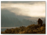 Yellowstone NP