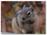 Mantelgrondeekhoorn | Golden-mantled ground squirrel | Callospermophilus lateralis