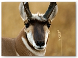 Gaffelbok | Pronghorn | Antilocapra americana