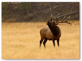 Wapiti | Elk | Cervus canadensis