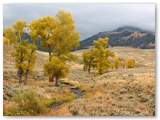 Yellowstone NP