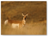 Gaffelbok | Pronghorn | Antilocapra americana
