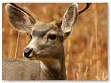 Muildierhert | Mule deer | Odocoileus hemionus