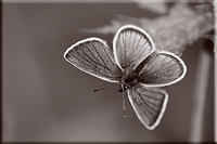 Insecten en spinnen