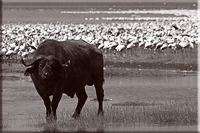 Kenia / Tanzania