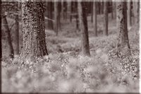 Landschap