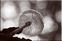 Paddestoelen