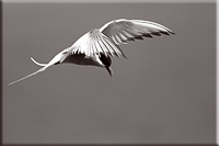 Vogels
