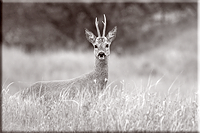 Zoogdieren